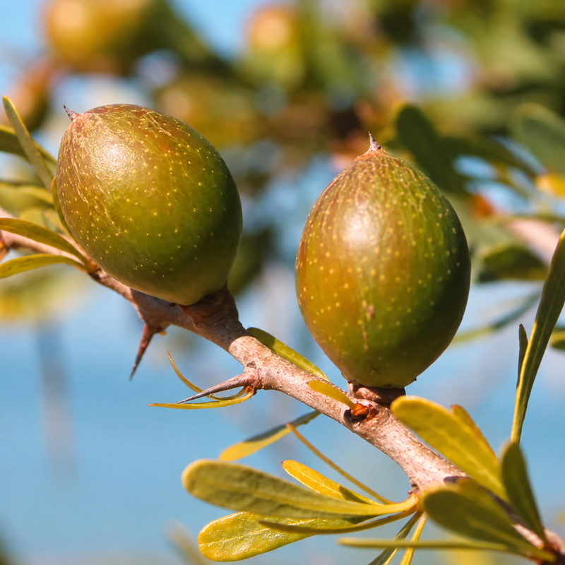 Argan Oil