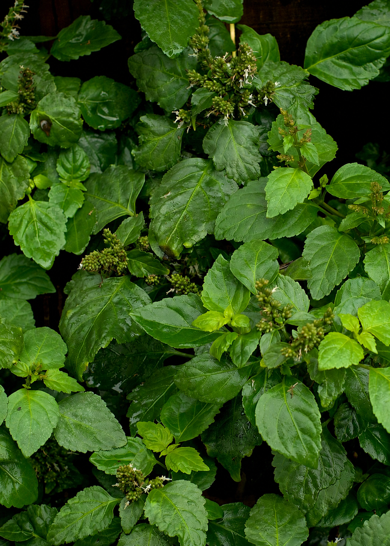 Patchouli Essential Oil