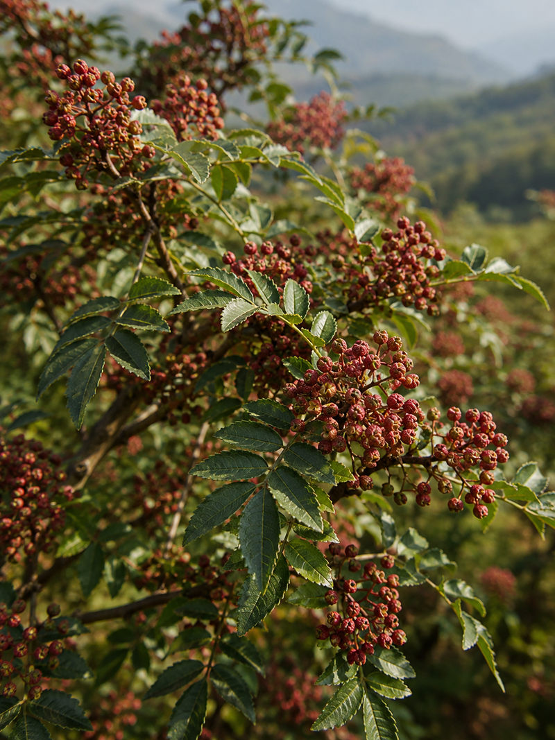 Sichuan Pepper CO2 Extract