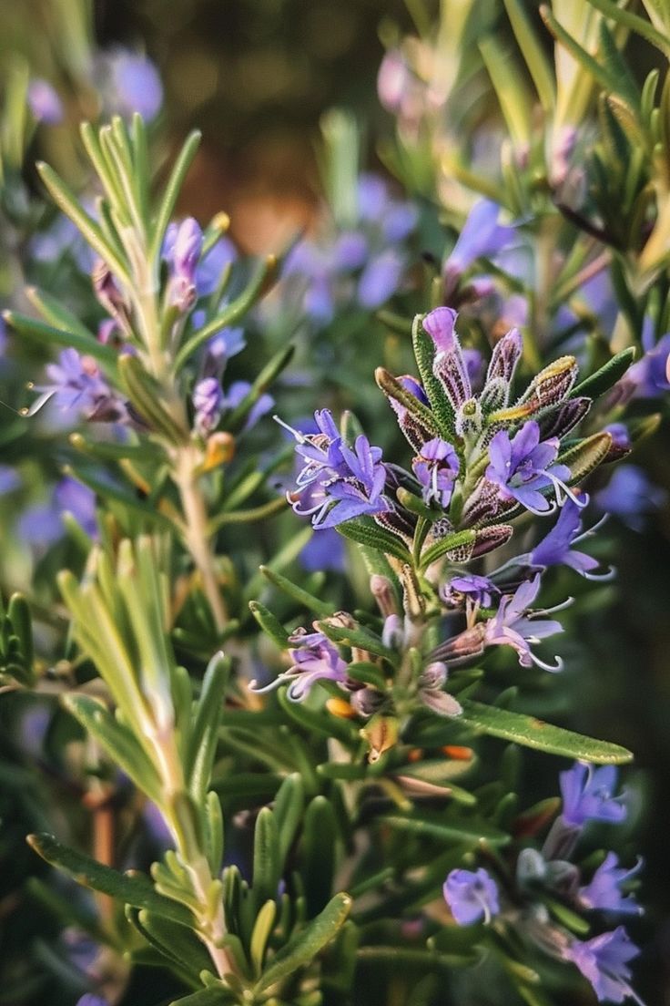 Rosemary Essential Oil
