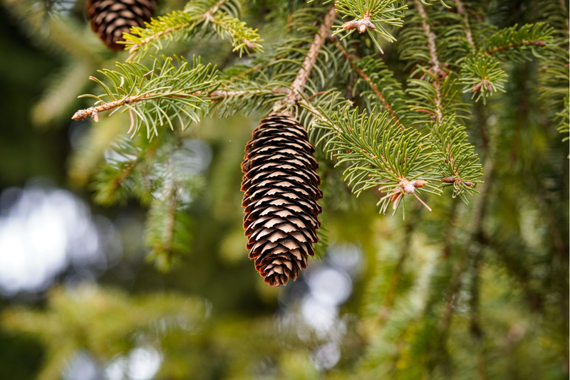 Cedarwood Oil