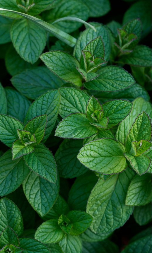 Peppermint Oil