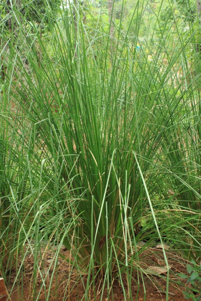 Vetiver Oil