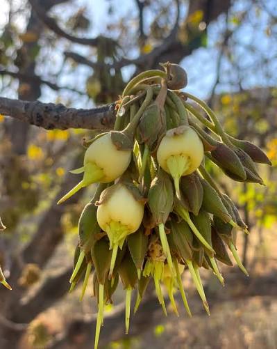 Mahua Oil (Madhuca Longifolia)