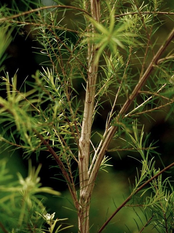 Tea Tree Essential Oil