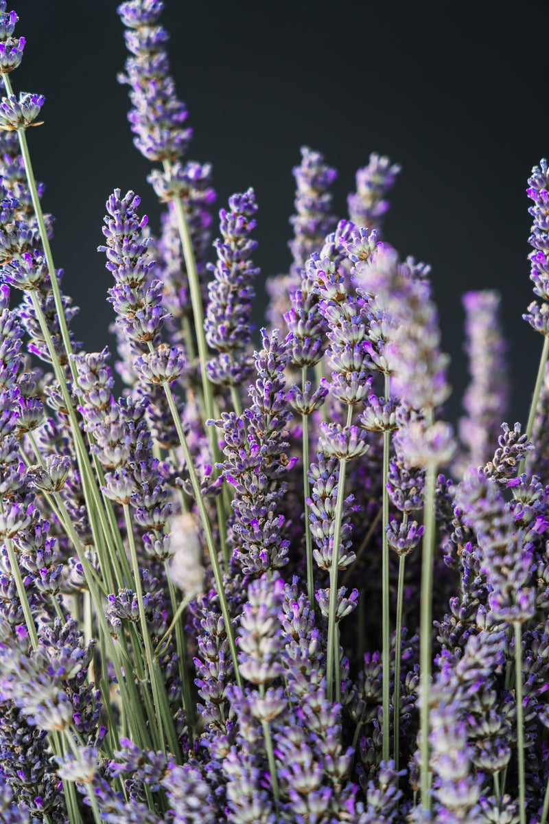 Lavender Essential Oil