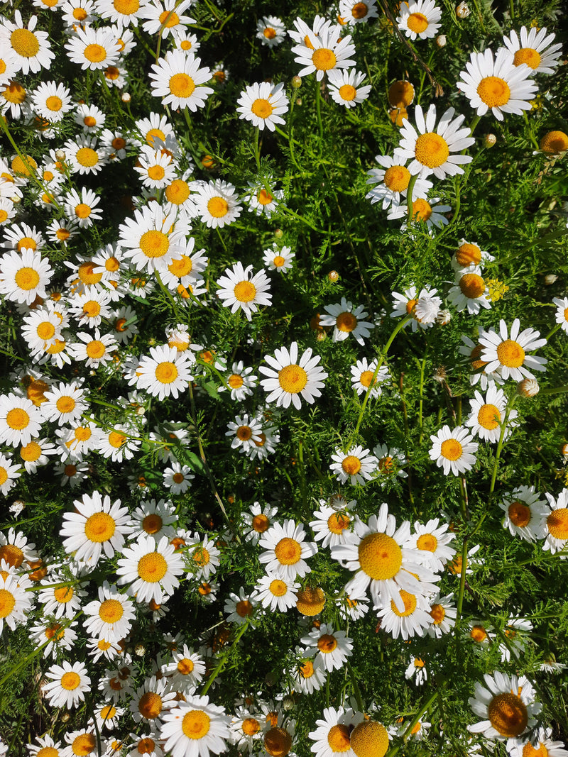 Chamomile Essential Oil